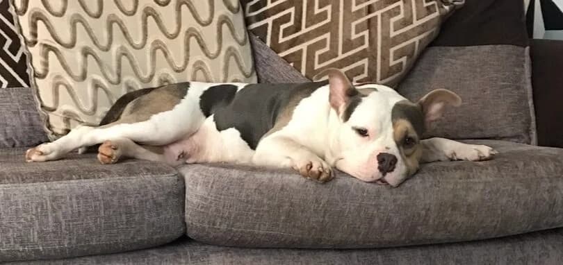 Ivy, female 5yo English Bulldog for adoption at DAWGS