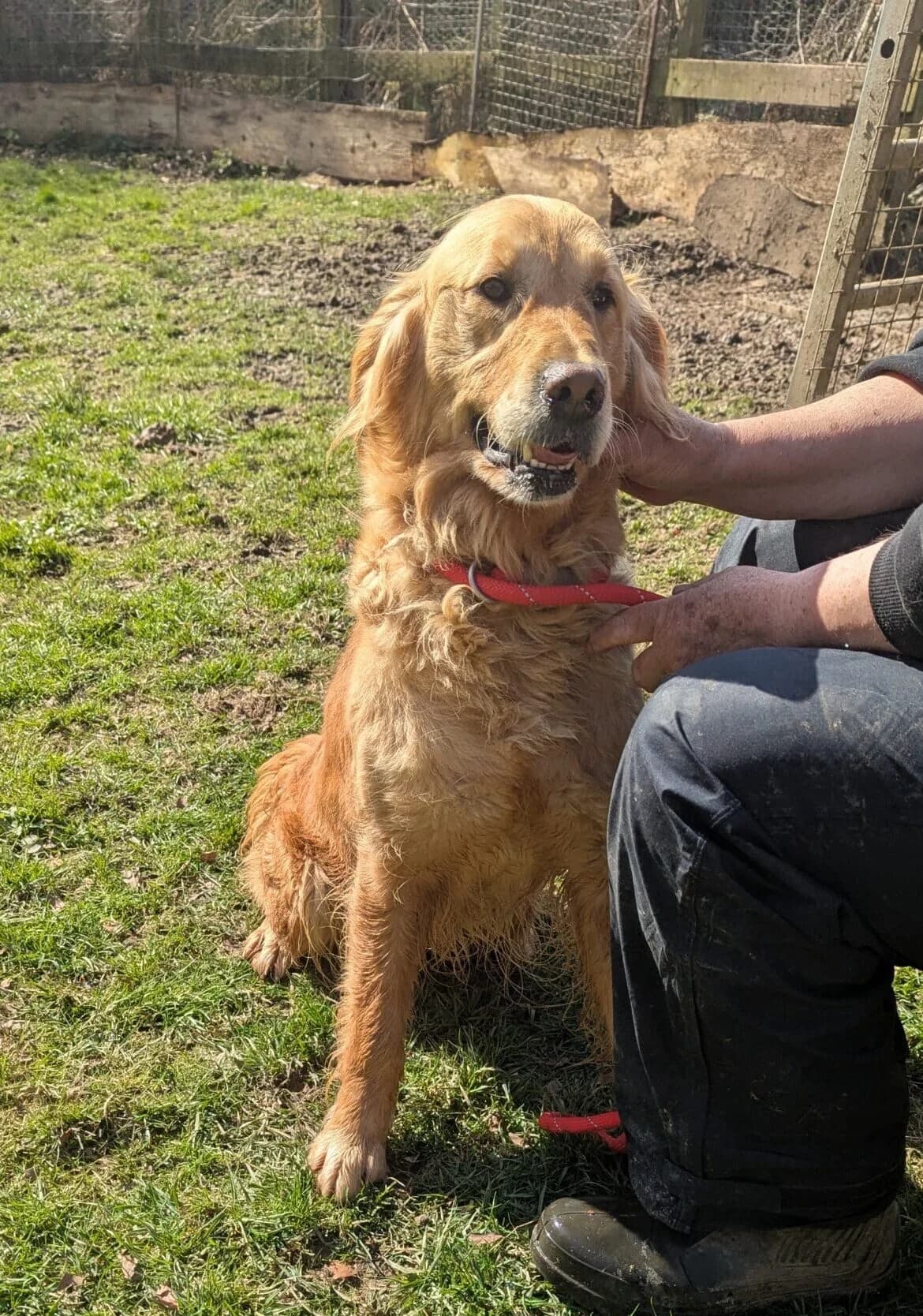 Layla, female 6yo Golden Retriever for adoption at DAWGS