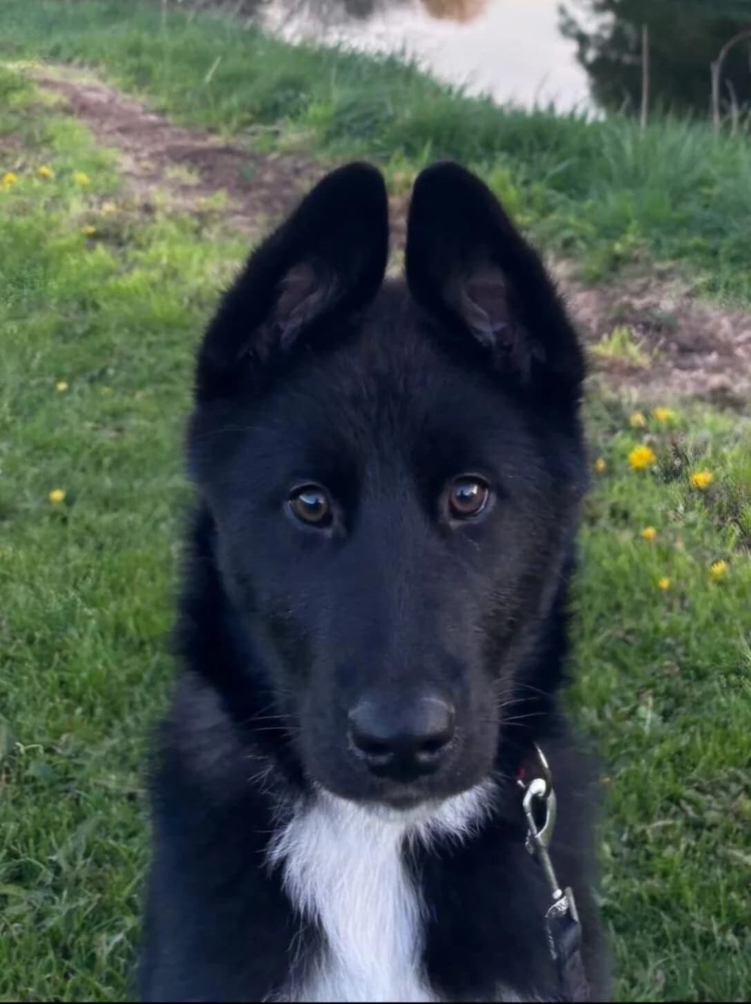 Lokie, male puppy German Shepherd for adoption at DAWGS