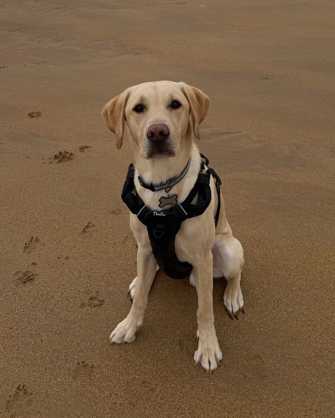 Lucky, male young Labrador Retriever for adoption at DAWGS