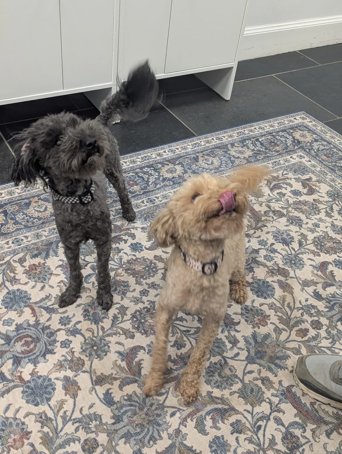Luna and Luca, male 7yo Poodle for adoption at DAWGS