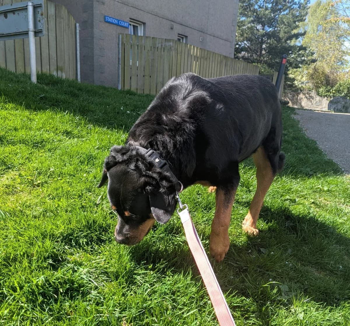 Millie, female senior Rottweiler for adoption at DAWGS