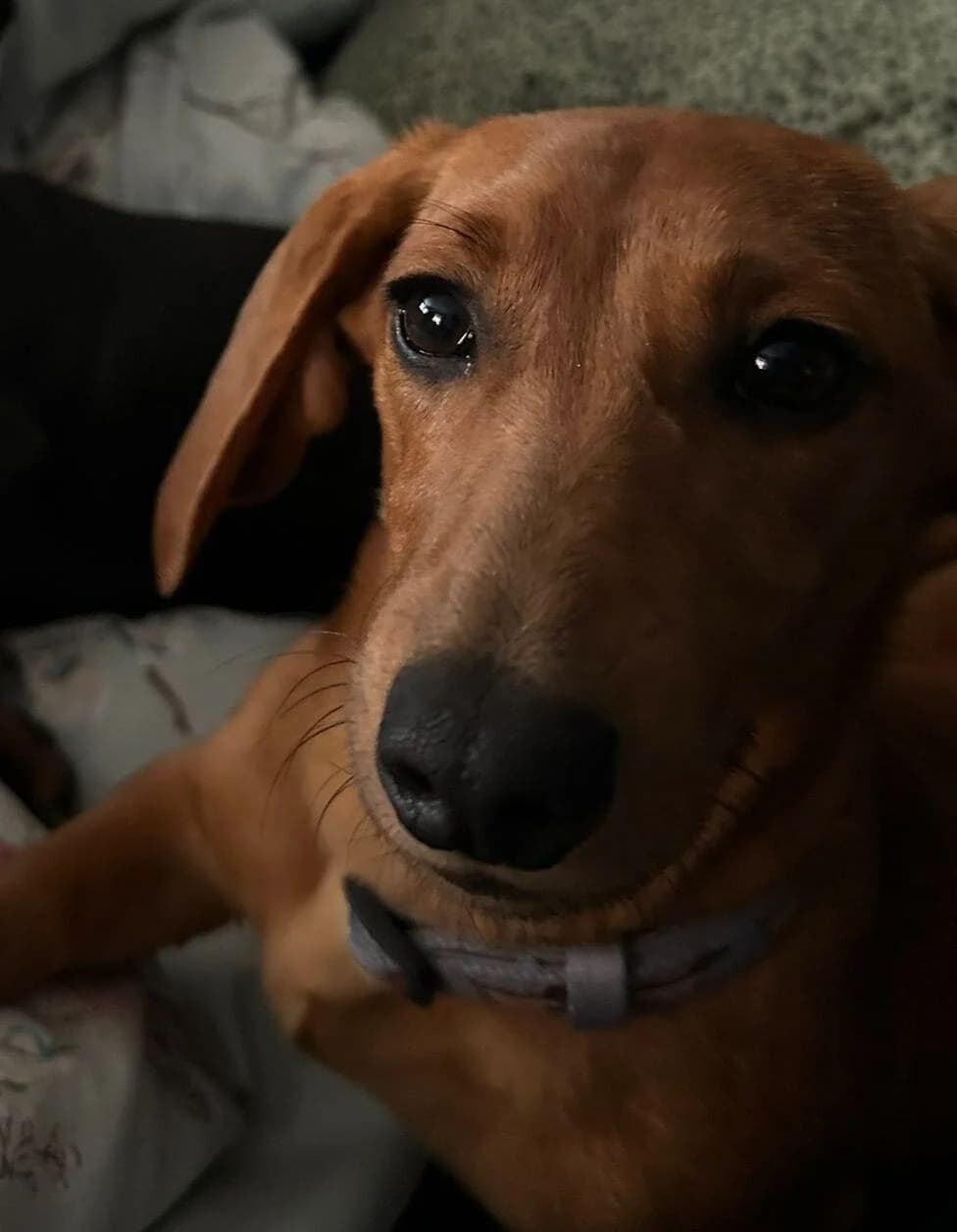 Milo, male puppy mixed breed for adoption at DAWGS