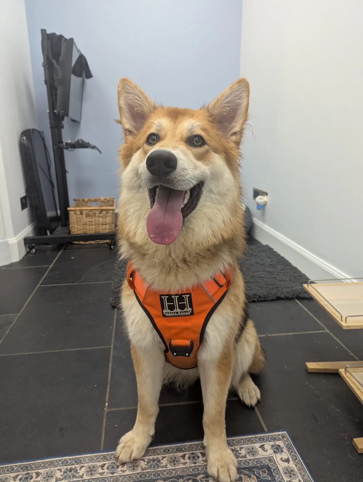 Mo, female puppy German Shepherd for adoption at DAWGS