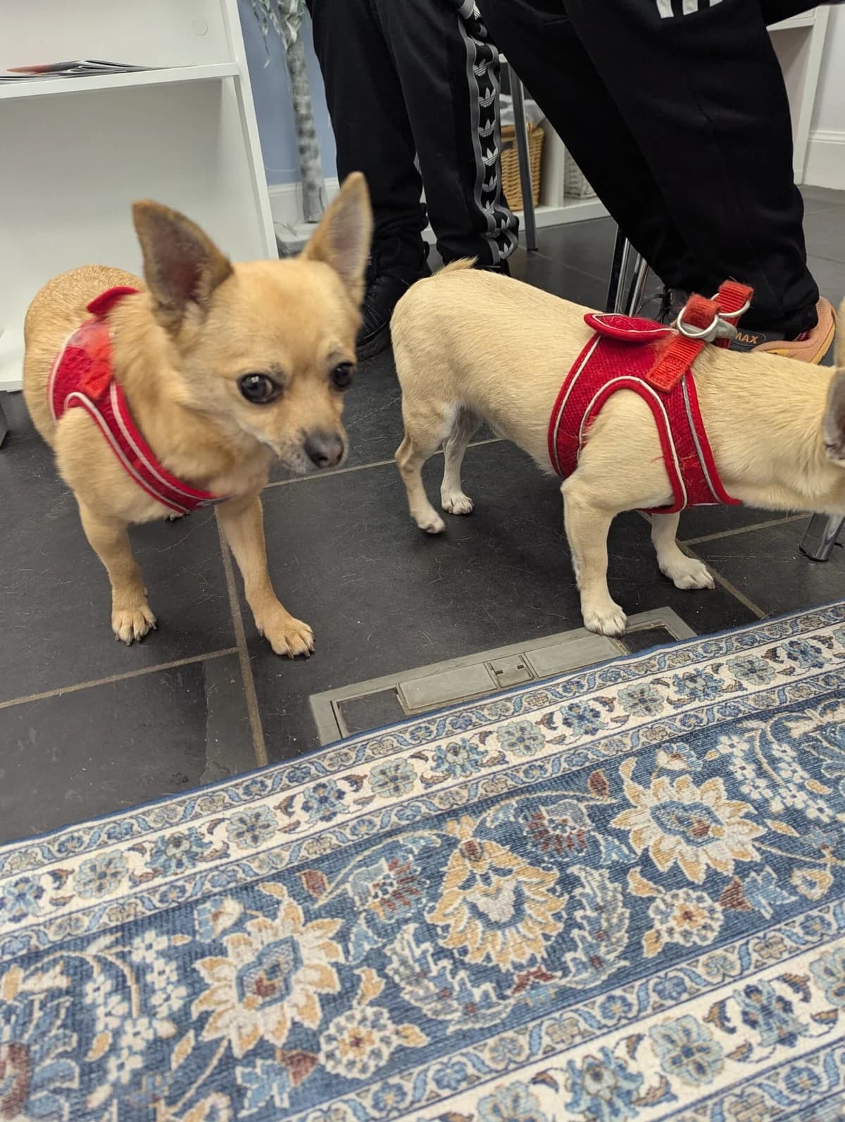 Ozzy and Wolfe, male 5yo Chihuahua for adoption at DAWGS
