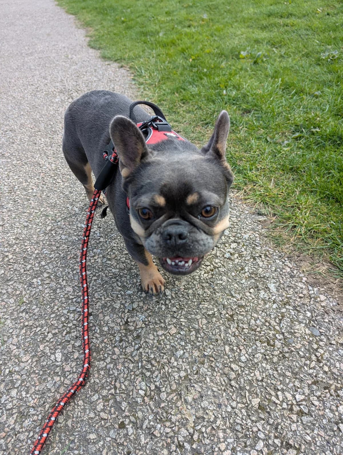 Patsy, female 3yo English Bulldog for adoption at DAWGS