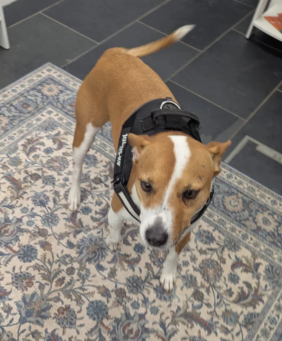 Romy, male 5yo mixed breed for adoption at DAWGS