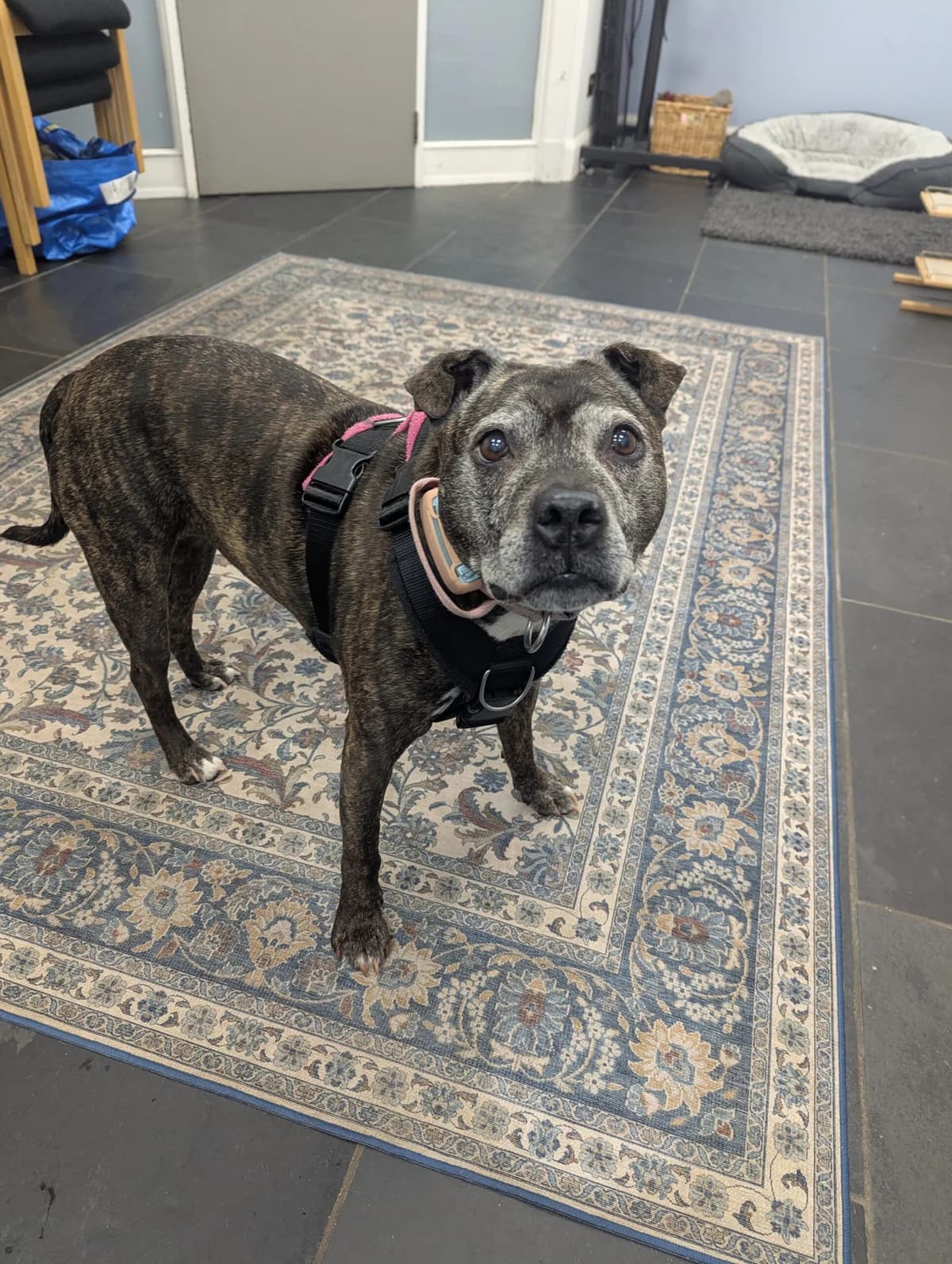 Rosie, female senior Staffordshire Bull Terrier for adoption at DAWGS
