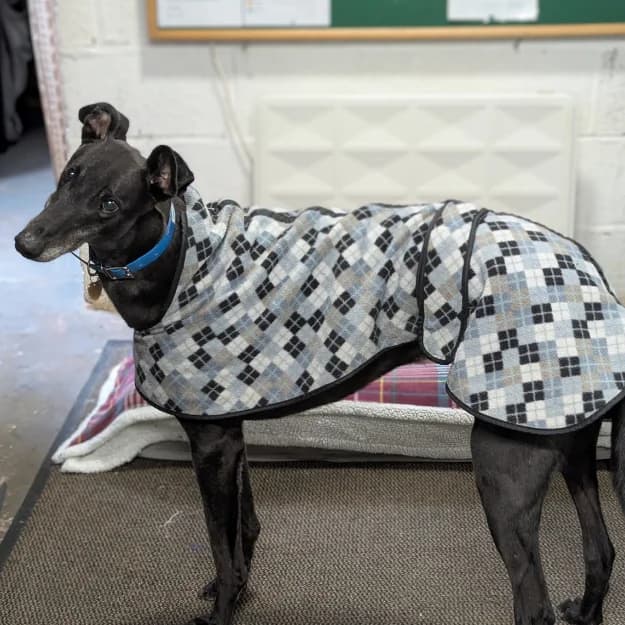 Dazzle (Previously Azza), male 7yo Greyhound for adoption at Daybreaks Trust