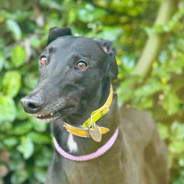 Barny, male 5yo Greyhound for adoption at Daybreaks Trust