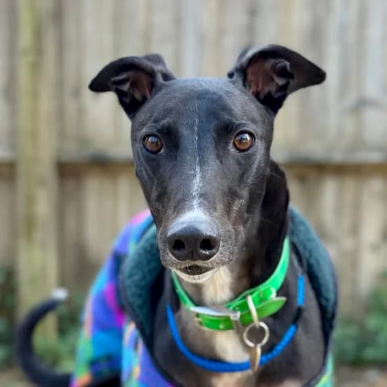 Bobby (Bob), male 3yo Greyhound for adoption at Daybreaks Trust