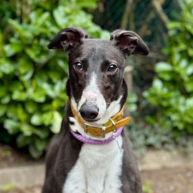 Chica, female 4yo Greyhound for adoption at Daybreaks Trust