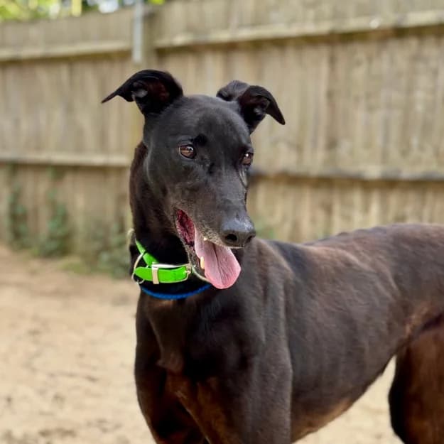 Ella, female 6yo Greyhound for adoption at Daybreaks Trust