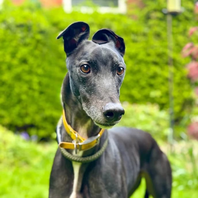 Gorgeous Gino, male 5yo Greyhound for adoption at Daybreaks Trust