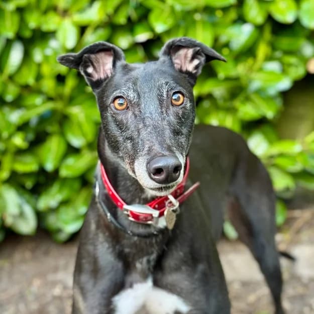 Nectar, female 3yo Greyhound for adoption at Daybreaks Trust