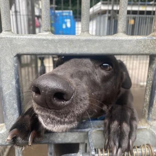 Sootie, female 4yo Greyhound for adoption at Daybreaks Trust