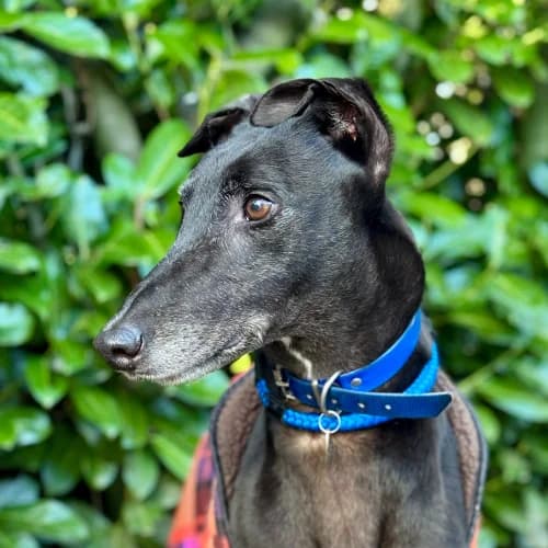 Terrific Tay Tay, male 5yo Greyhound for adoption at Daybreaks Trust