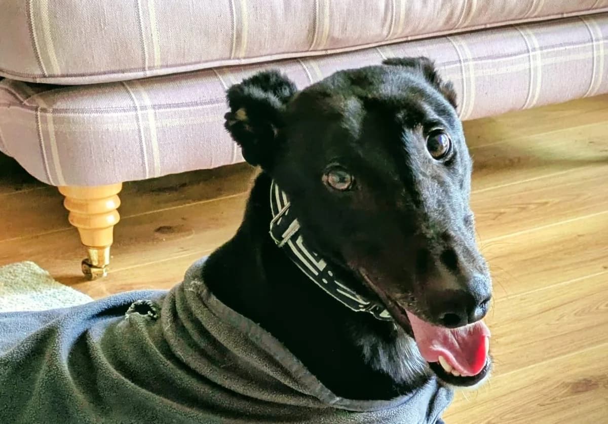 Dan, Greyhound for adoption at Dumfriesshire & Cumbria Greyhound Rescue