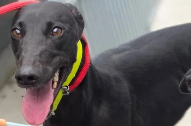 Bono, Greyhound (Dumfriesshire & Cumbria Greyhound Rescue)