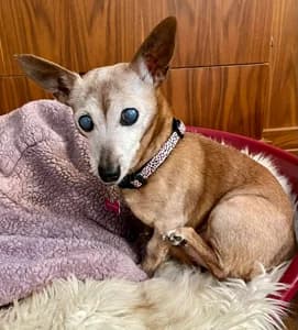 Ruby,  Chihuahua for adoption at Dizzy Chihuahua Rescue, London