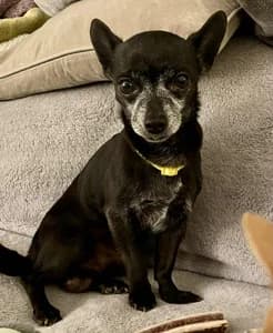 Click Here for Max's Page, Chihuahua for adoption at Dizzy Chihuahua Rescue, London
