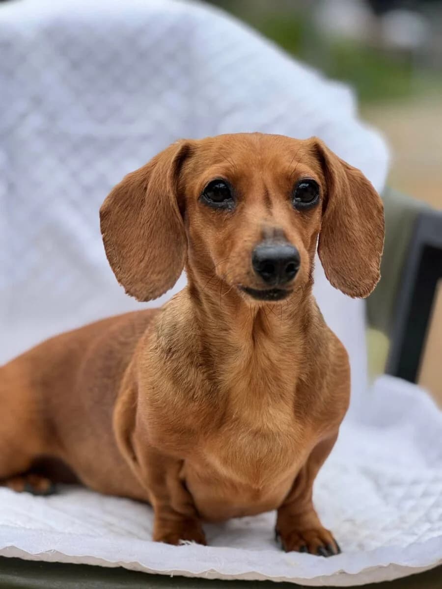 Eve, female Mixed Breed for adoption at Dog Meat Trade Dachshund Rescue & Support Group
