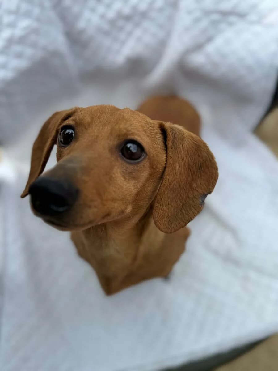 Dylan, Mixed Breed (Dog Meat Trade Dachshund Rescue & Support Group)