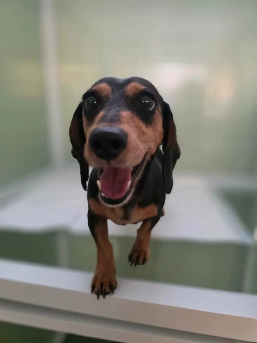 Bella, female Mixed Breed for adoption at Dog Meat Trade Dachshund Rescue & Support Group