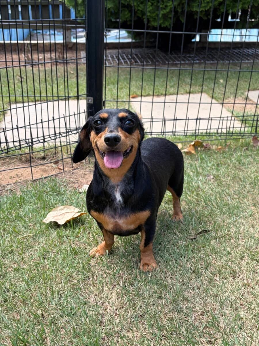 Pearl, female puppy Mixed Breed for adoption at Dog Meat Trade Dachshund Rescue & Support Group