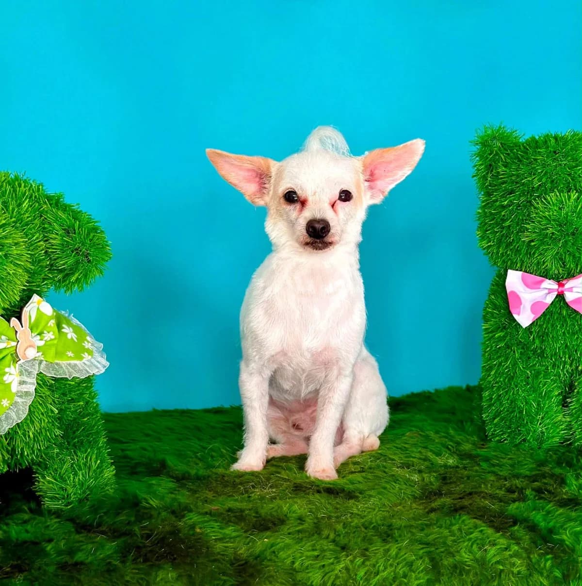 Bo, Chihuahua (Doggy Dens UK Rescue)