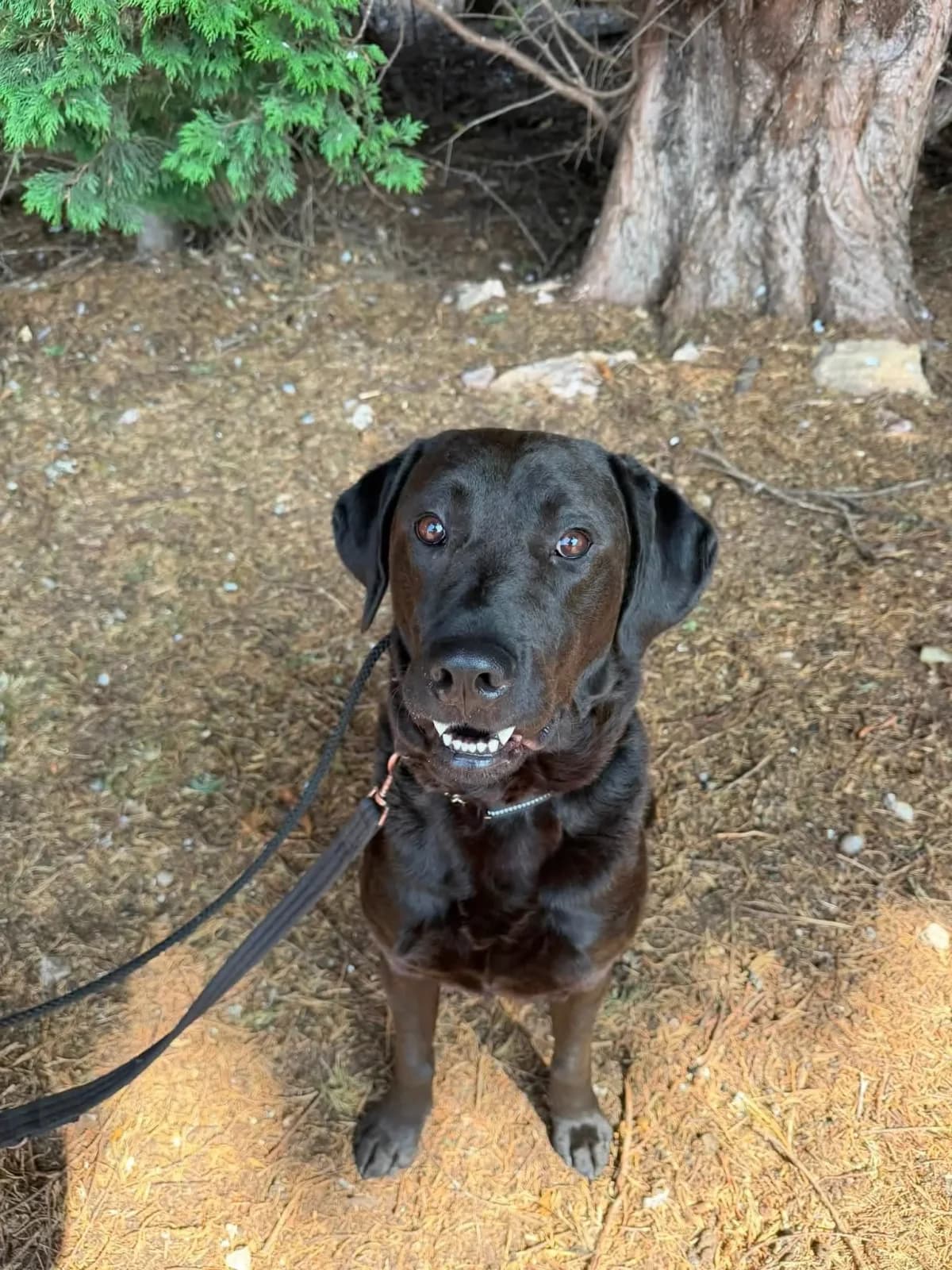 Bruno, male young Mixed Breed for adoption at Doggy Dens UK Rescue