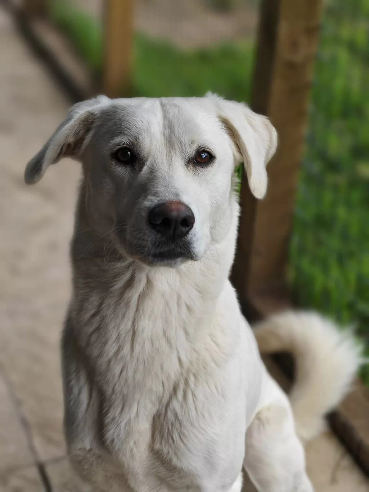 Cleo, female 5yo Mixed Breed for adoption at Doggy Dens UK Rescue
