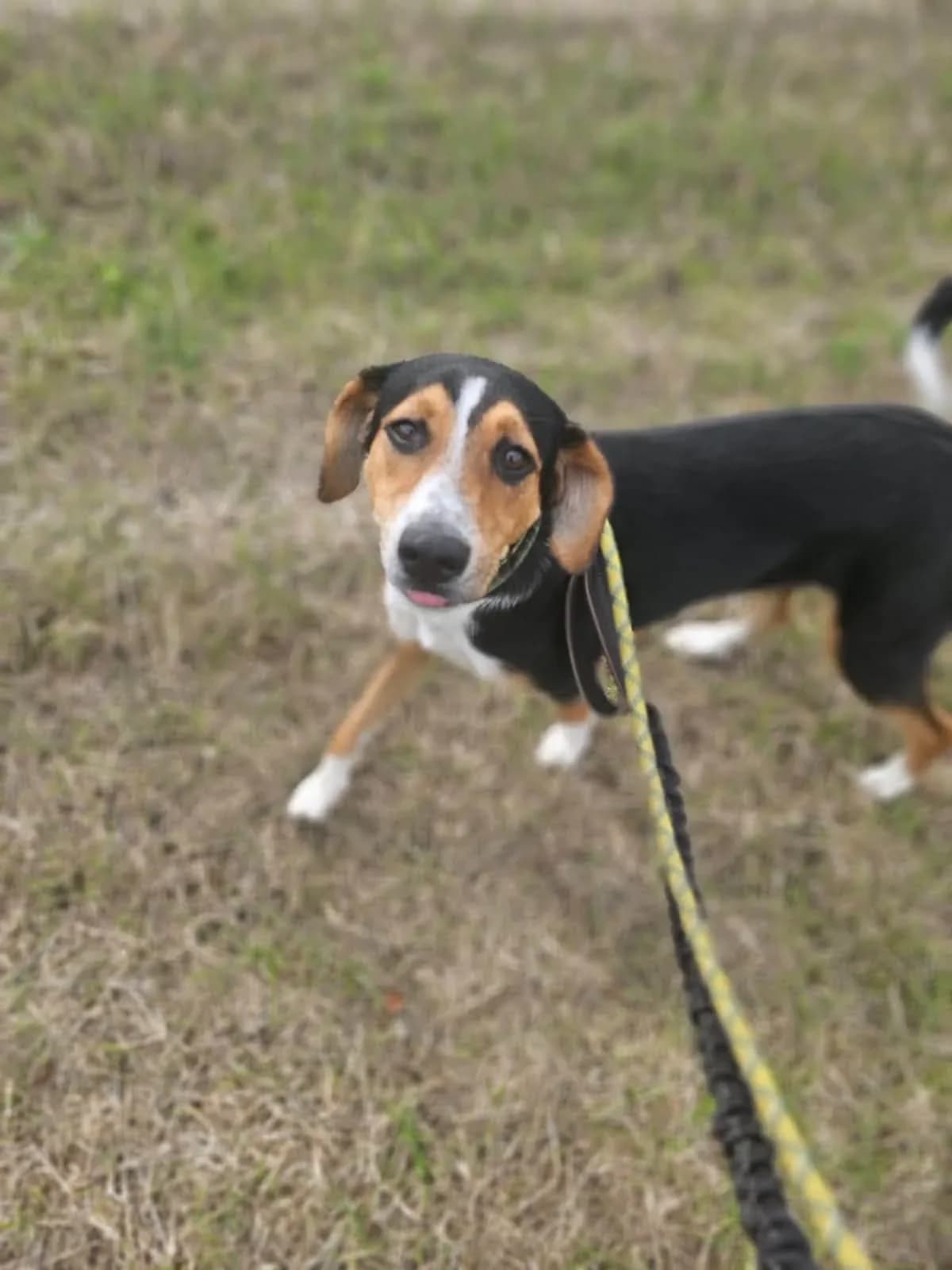Dotty, female puppy Mixed Breed for adoption at Doggy Dens UK Rescue