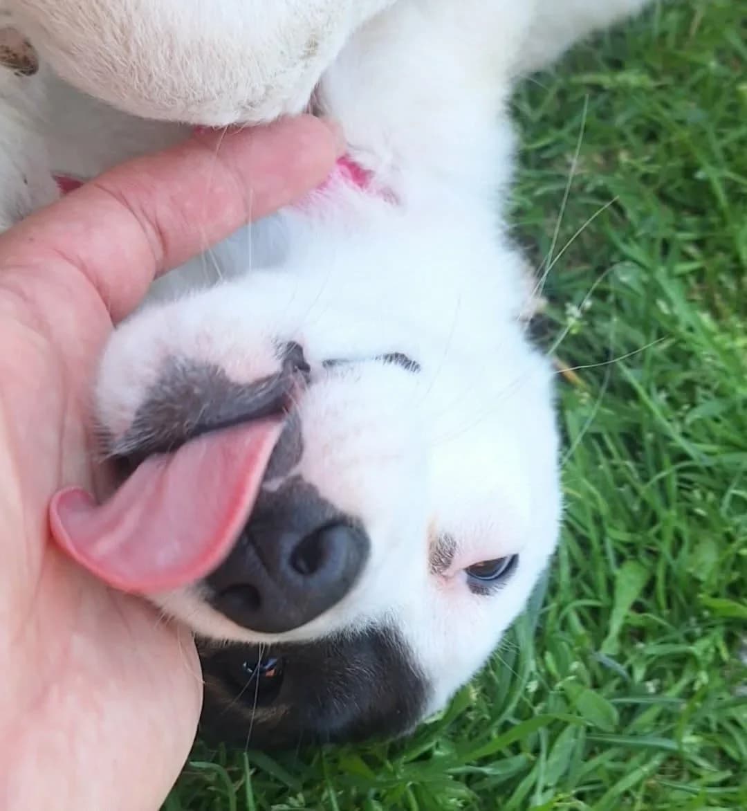 Dylis, female puppy mixed breed for adoption at Doggy Dens UK Rescue
