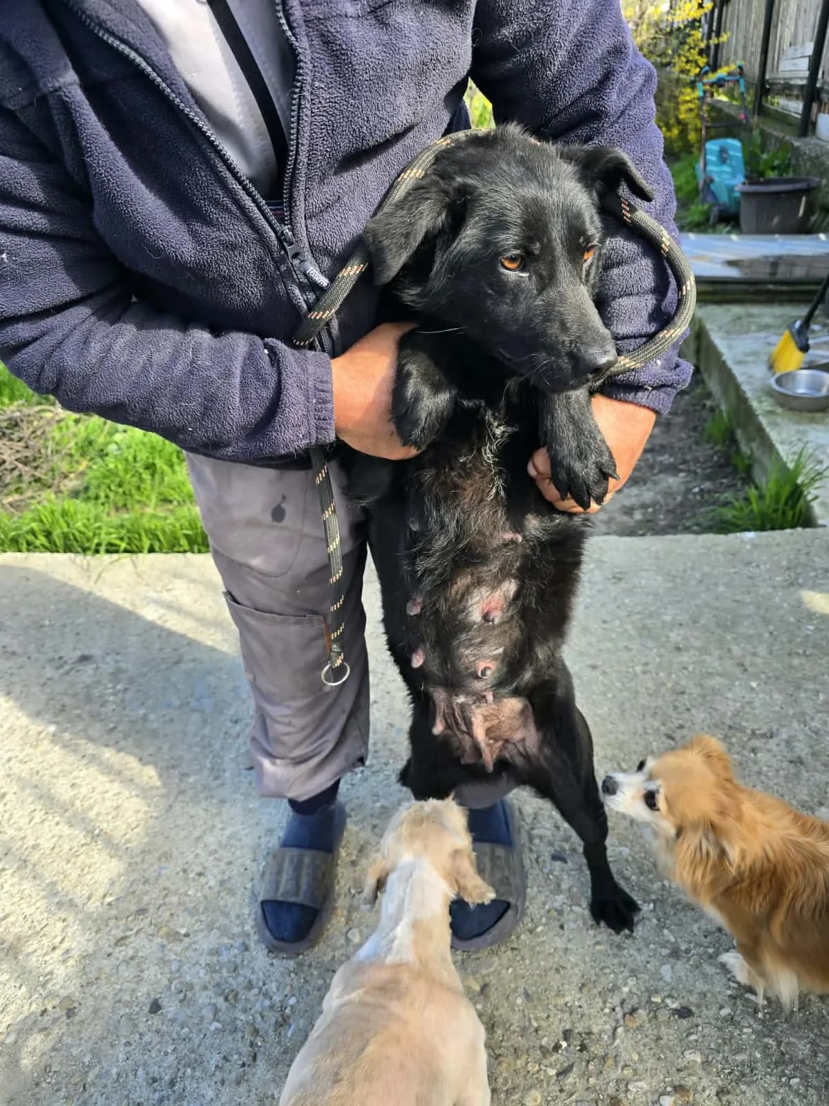 Lola, female 3yo mixed breed for adoption at Doggy Dens UK Rescue