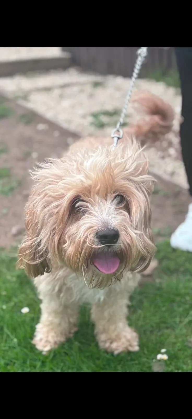 Ralph,  puppy Poodle for adoption at Doggy Dens UK Rescue