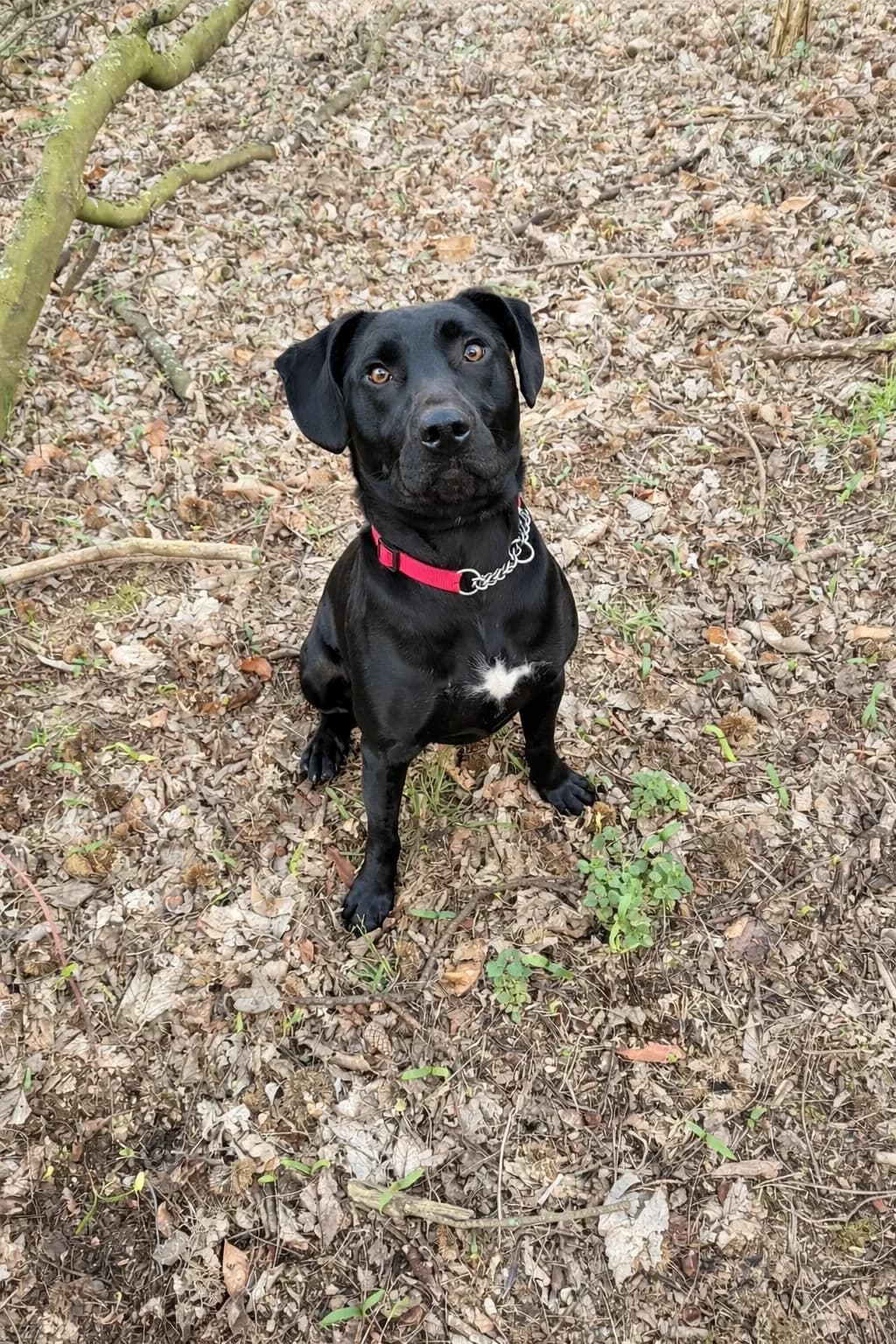 Teddy, male 3yo Mixed Breed for adoption at Doggy Dens UK Rescue