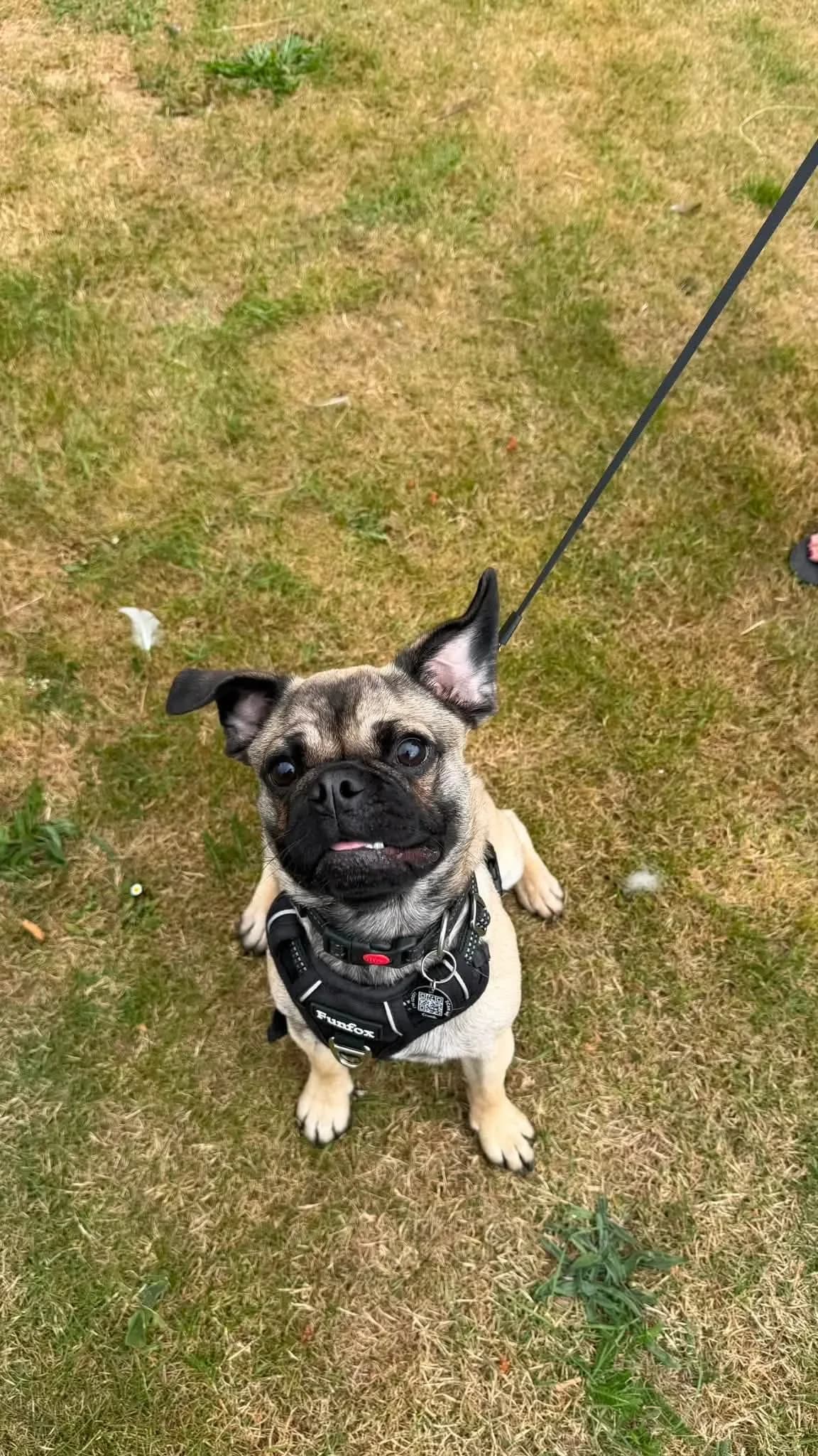 Tiny,  puppy mixed breed for adoption at Doggy Dens UK Rescue