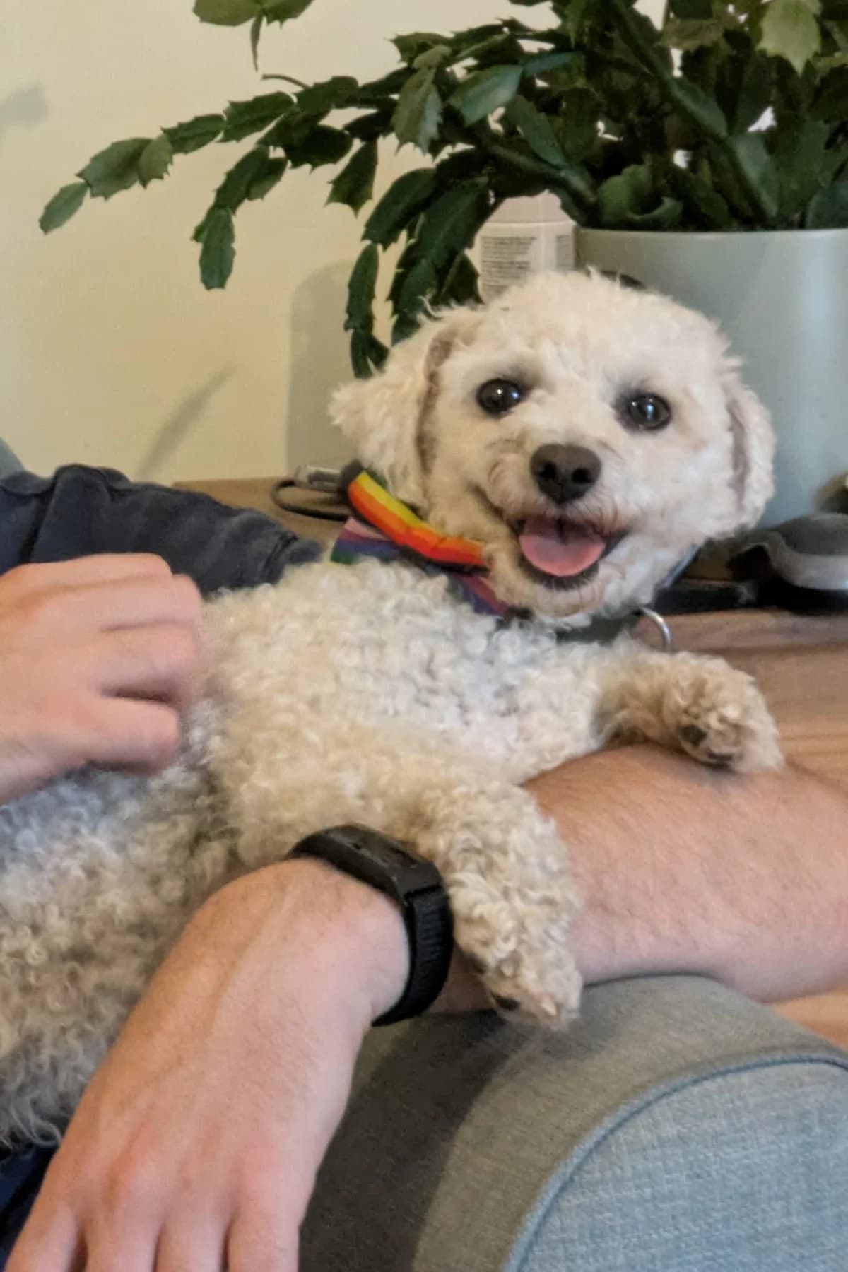 Albie, male 3yo Bichon Frisé for adoption at Dogs