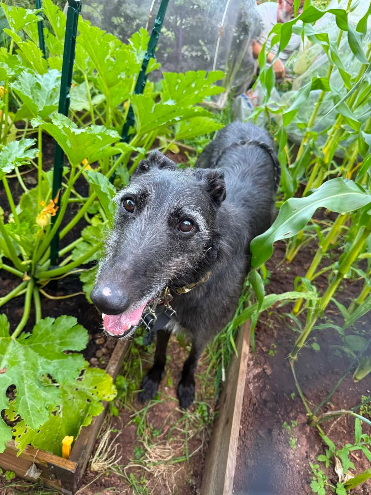 Jasper, male senior mixed breed for adoption at Dogs
