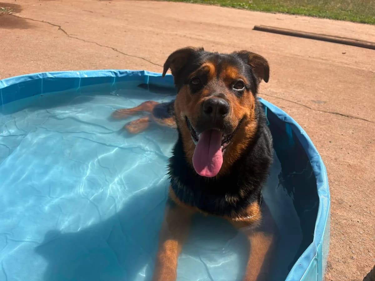 Junior, male puppy mixed breed for adoption at Dogs
