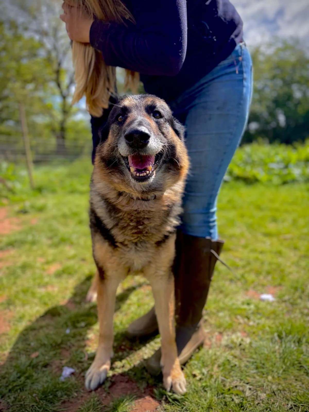 Kaiser, male senior German Shepherd for adoption at Dogs