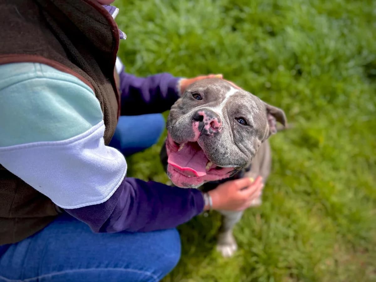 Koda, male 4yo mixed breed for adoption at Dogs