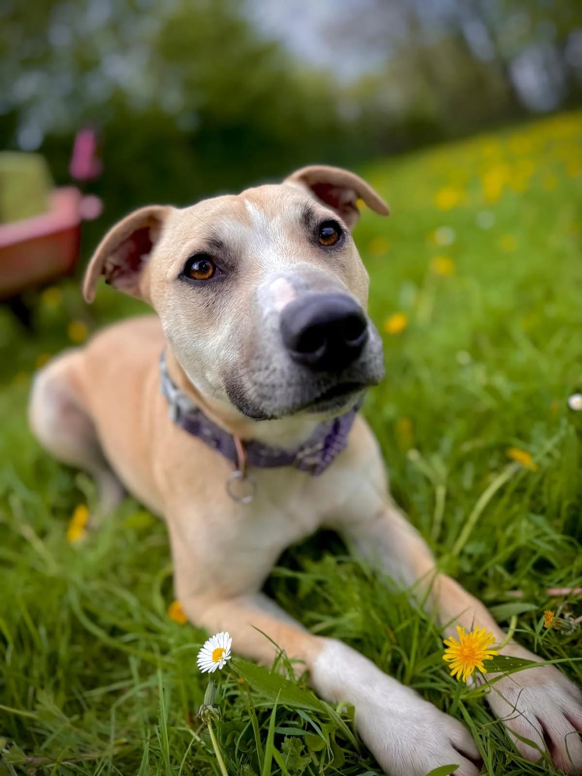 Milo, male puppy mixed breed for adoption at Dogs