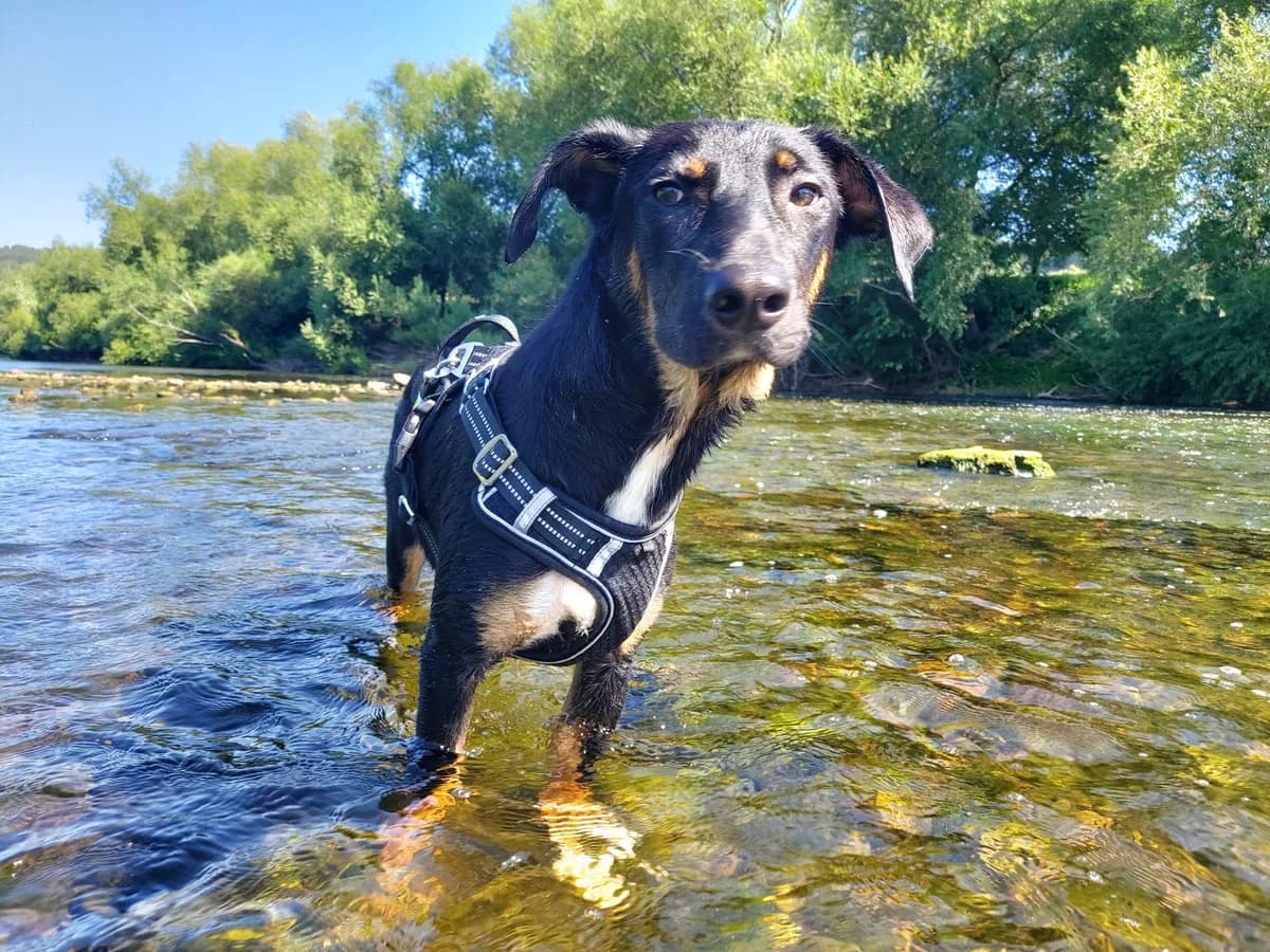 Mungo, male puppy mixed breed for adoption at Dogs