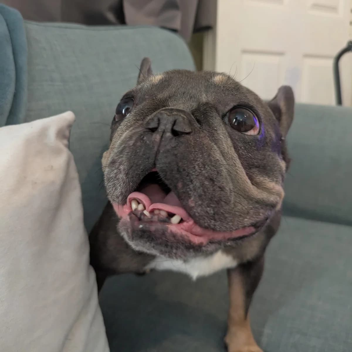 Narla, female 5yo English Bulldog for adoption at Dogs