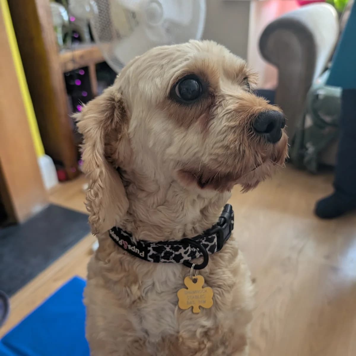 Pearl, female 6yo Cavapoo for adoption at Dogs