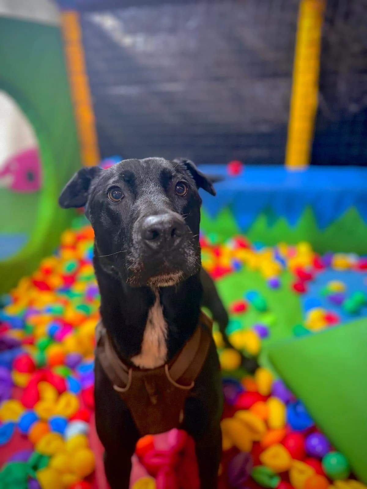 Rambo,  4yo Mixed Breed for adoption at Dogs