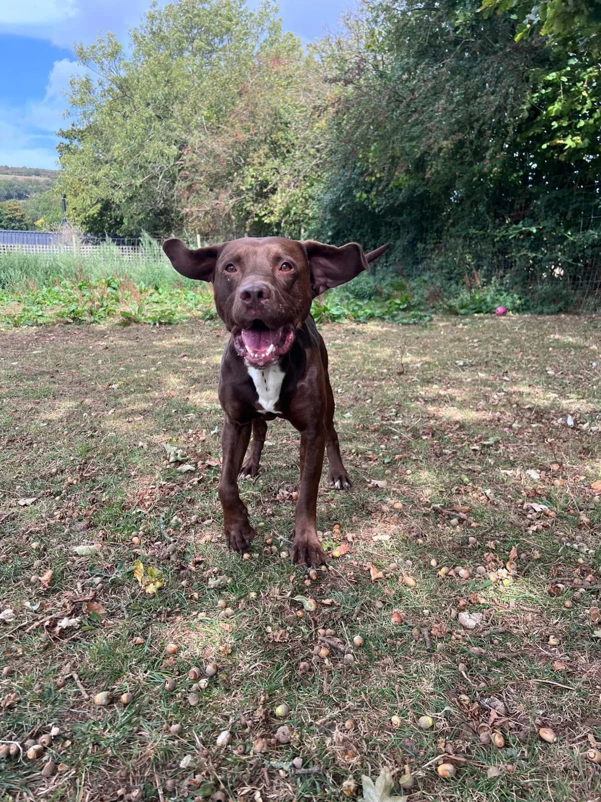 Rolo, male Staffordshire Bull Terrier for adoption at Dogs