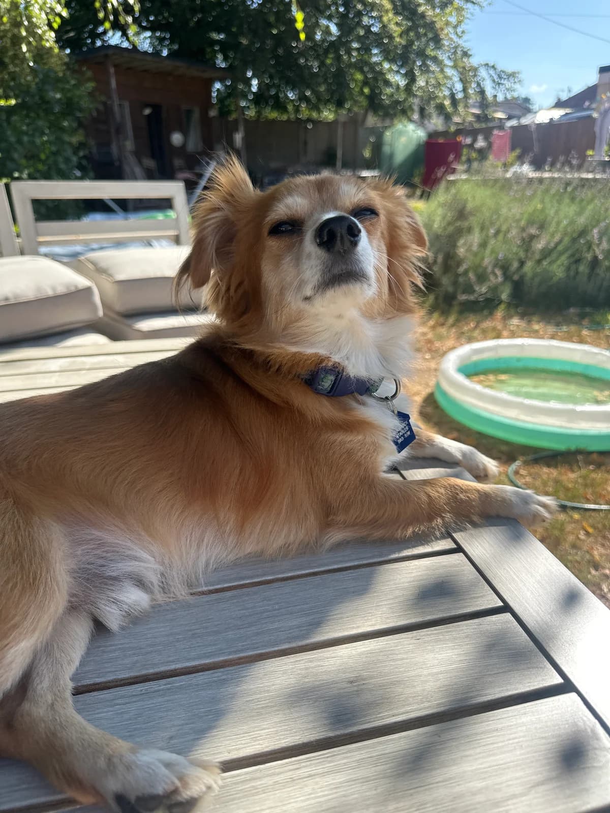 Scruffy, Chihuahua (Dogs)